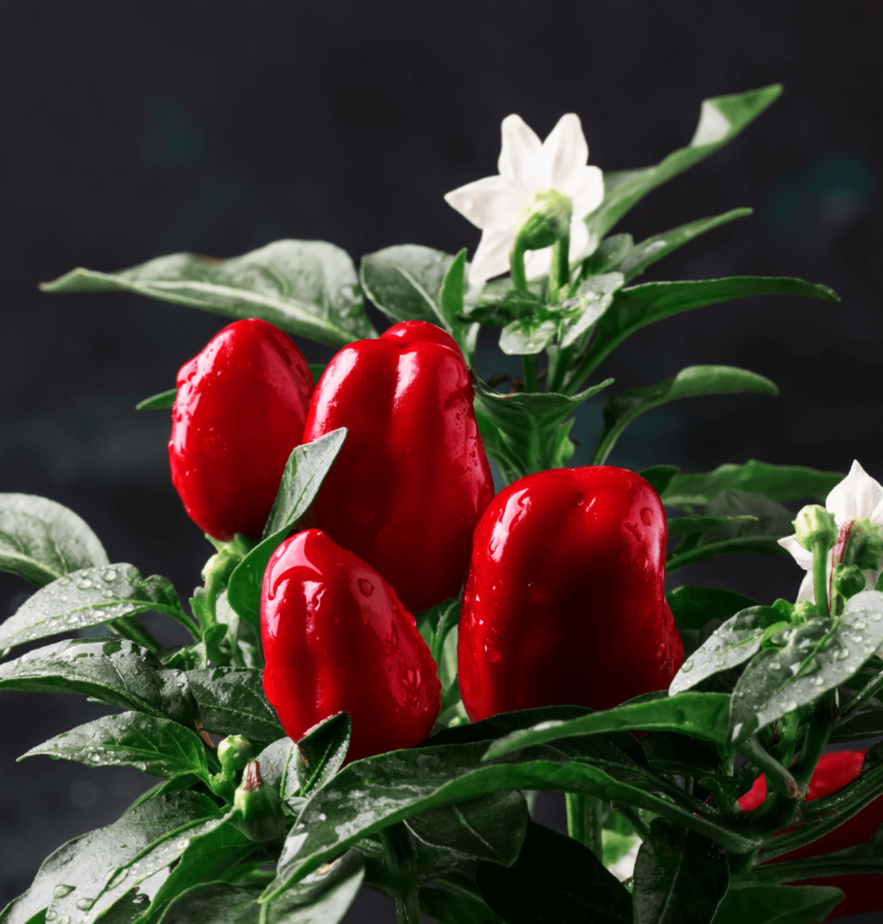 Capsimax® the power of red hot peppers in weight management Hermes
